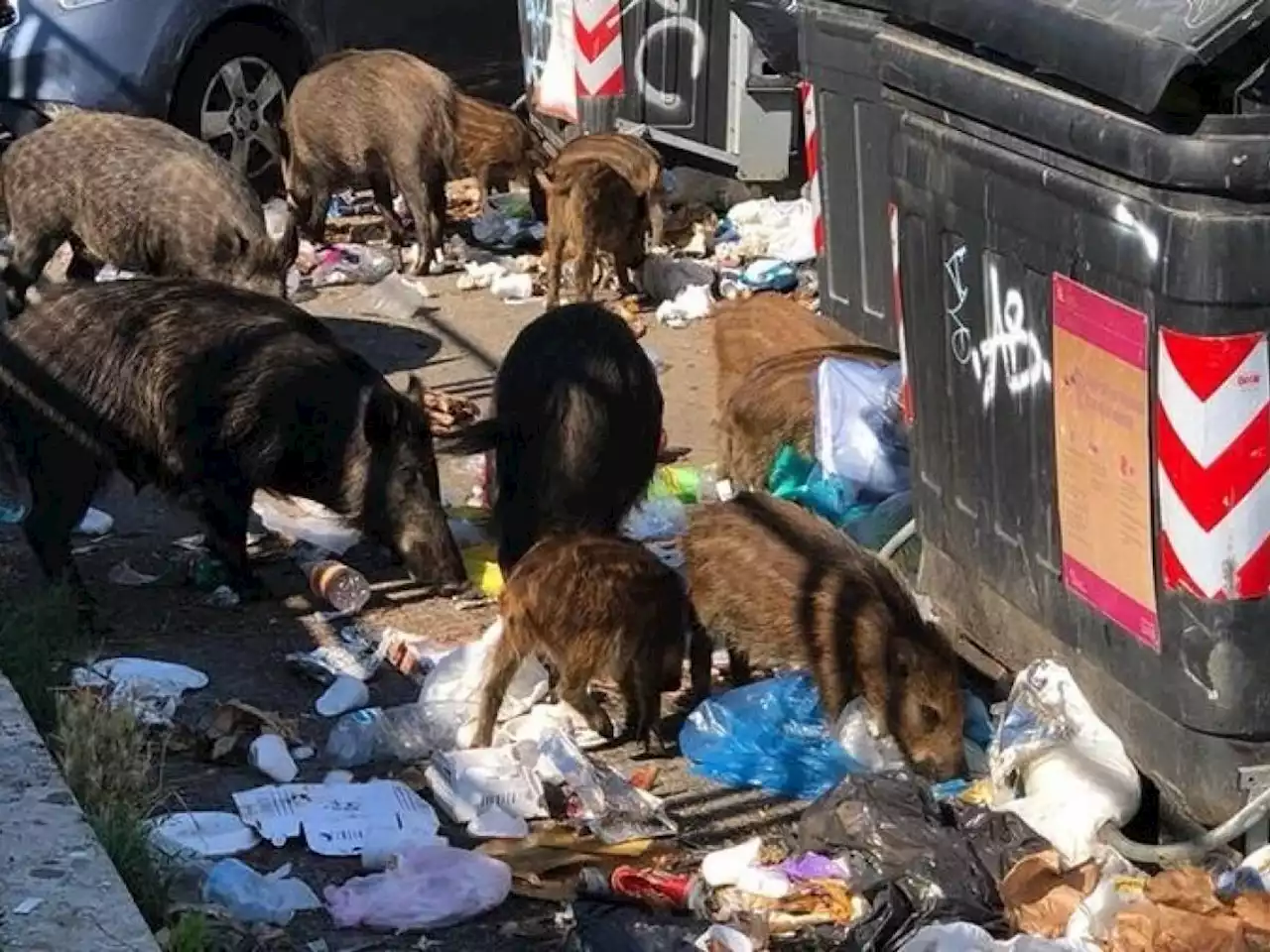 Dopo quello per il Covid arriva il coprifuoco per i cinghiali