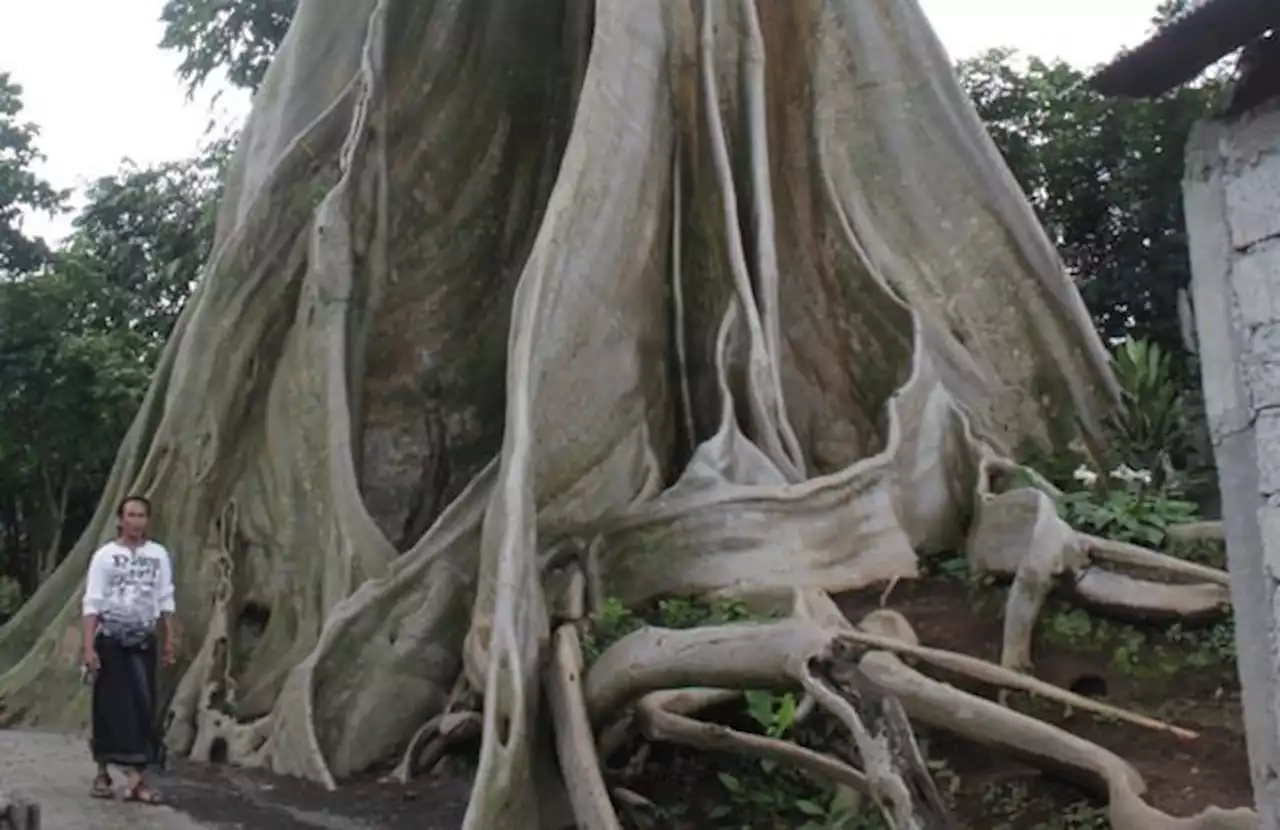 Pohon Tempat Bule Telanjang di Marga Berkekuatan Magis, Ini Kisahnya!