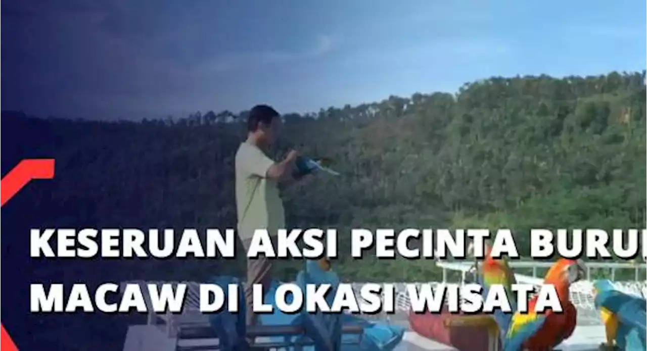 Keseruan Aksi Pecinta Burung Macaw di Lokasi Wisata