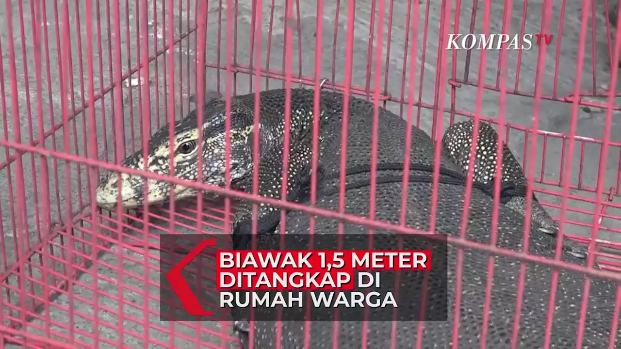 Detik-detik Penangkapan Biawak di Rumah, Ukurannya Bikin Panik Seisi Rumah