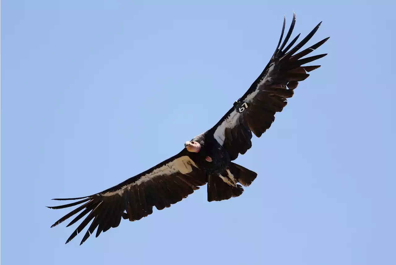 Condors Soar Again Over Coastal Redwoods In Far Northern California