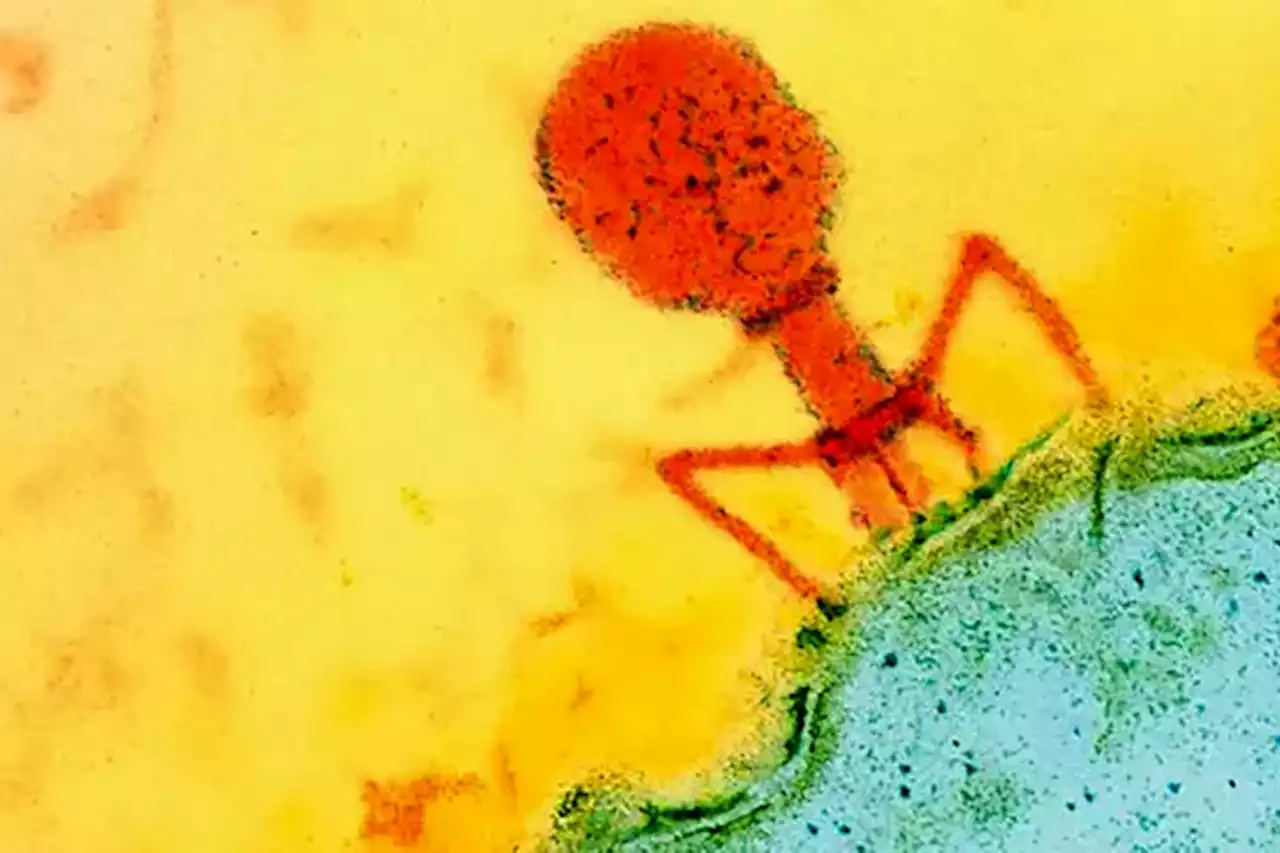 Un virus salva a un hombre de una superbacteria resistente a todos los antibióticos