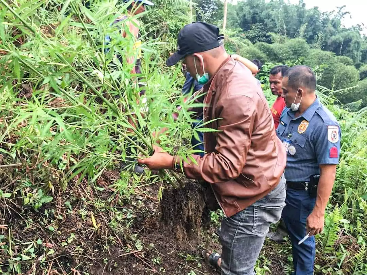 Cops recover, uproot marijuana plantation in Misamis Oriental town