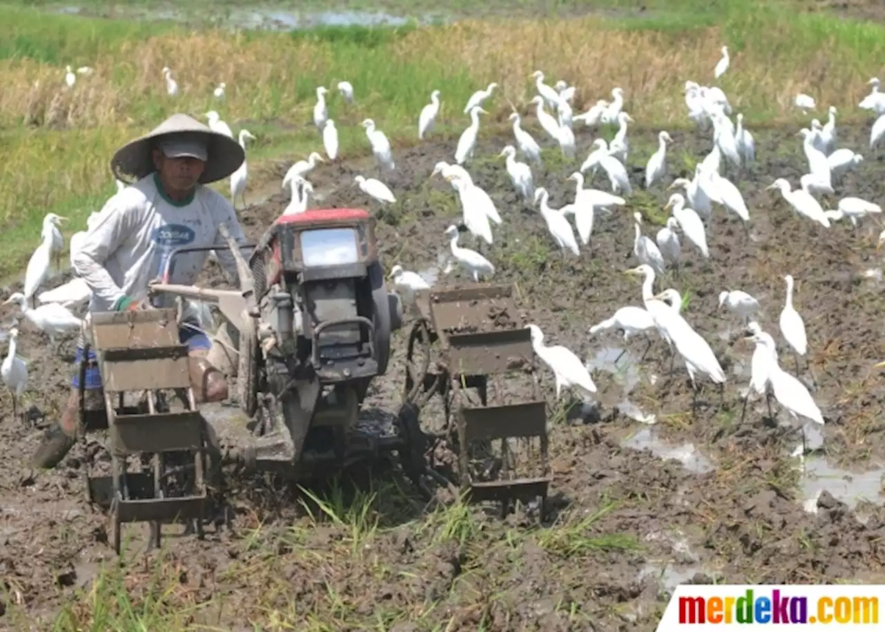 Foto : Membajak Sawah Ditemani Ratusan Burung Kuntul | merdeka.com