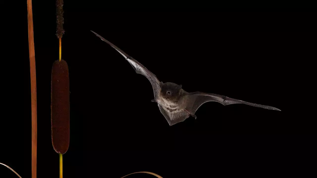 Tiny bat makes record-shattering flight with 1500-mile migration