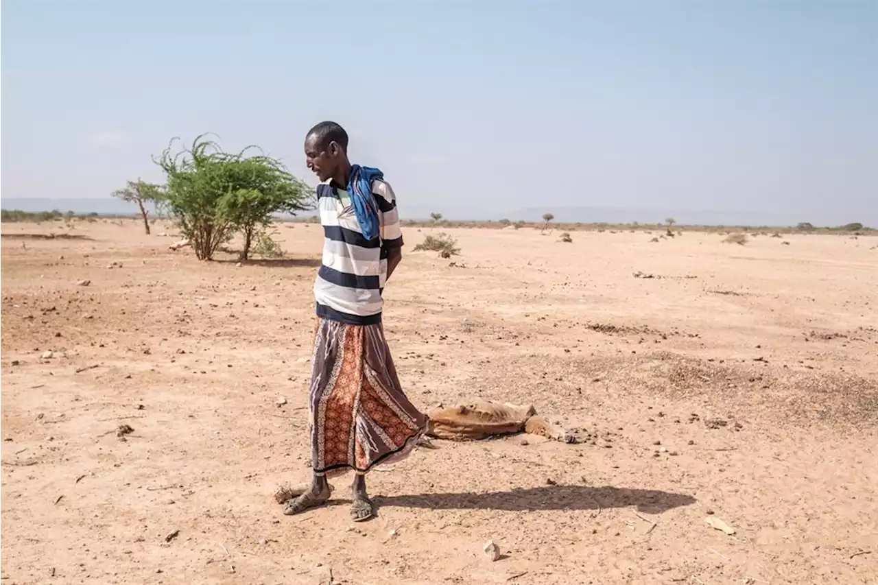 Worst drought in decades devastates Ethiopia's nomads | News24