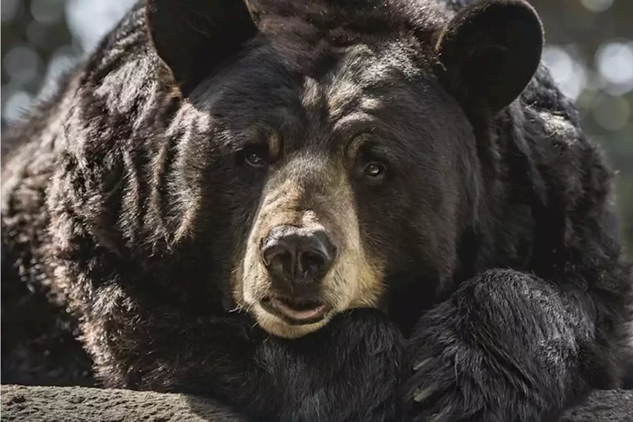 The Delco bear roaming the Philly suburbs has been caught