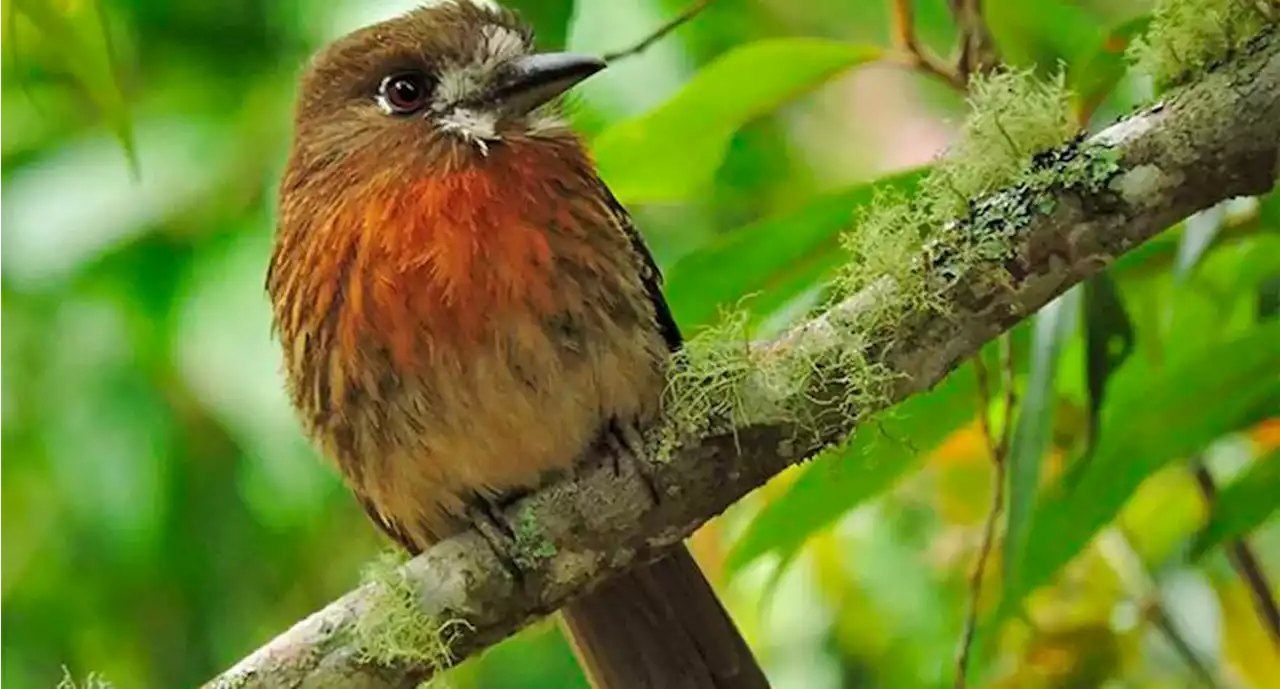 Colombia y sus animales exóticos: conozca al pájaro bigotudo y canoso - Pulzo