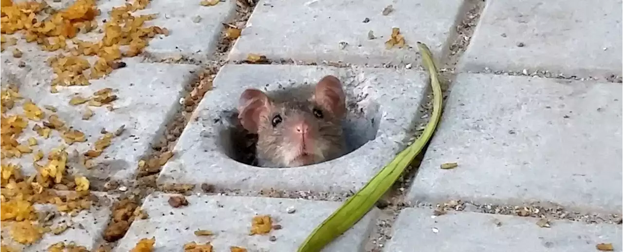 City Rats Aren't The Deadly 'Disease Sponges' We Think. Scientists Explain Why