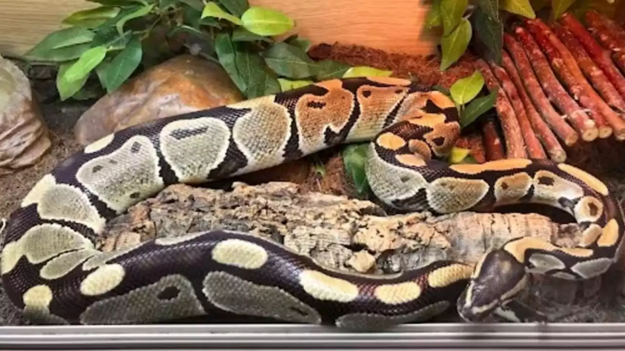 RSPCA issues warning over exotic pets after seven snakes abandoned at home