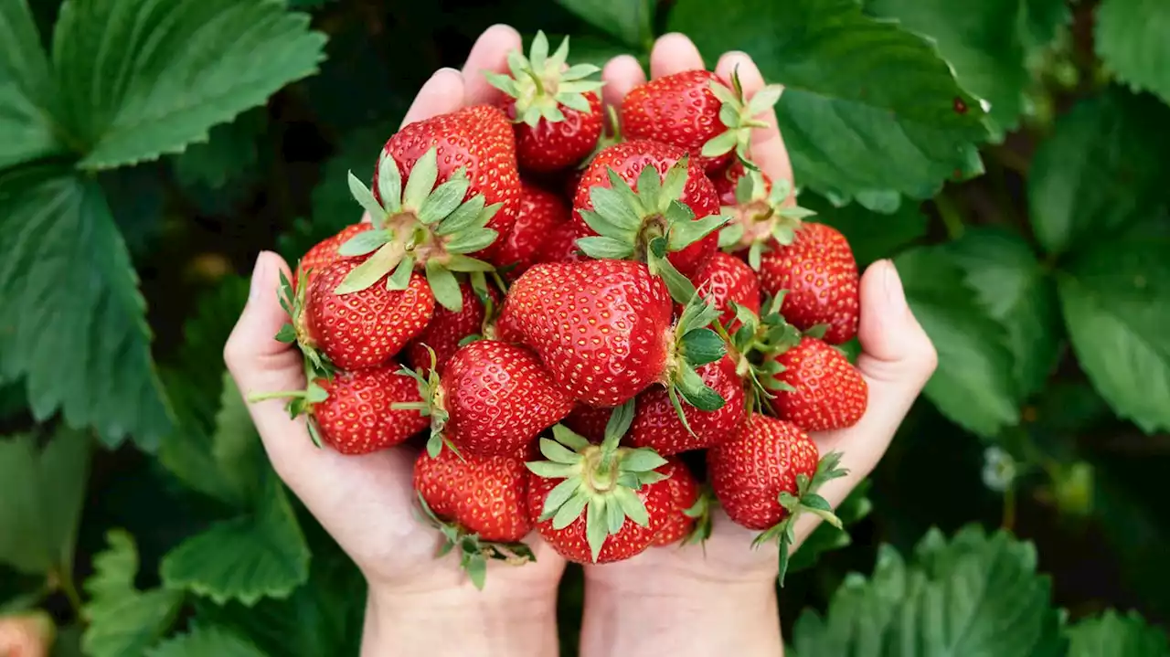 Genuss von Erdbeeren: Mit diesen Tipps behalten die Früchte ihren leckeren Geschmack