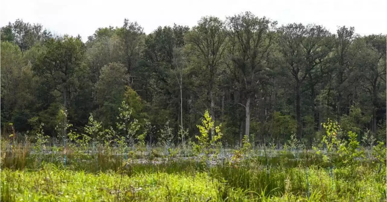 Code orange dans les réserves naturelles du Limbourg pour risque d’incendie