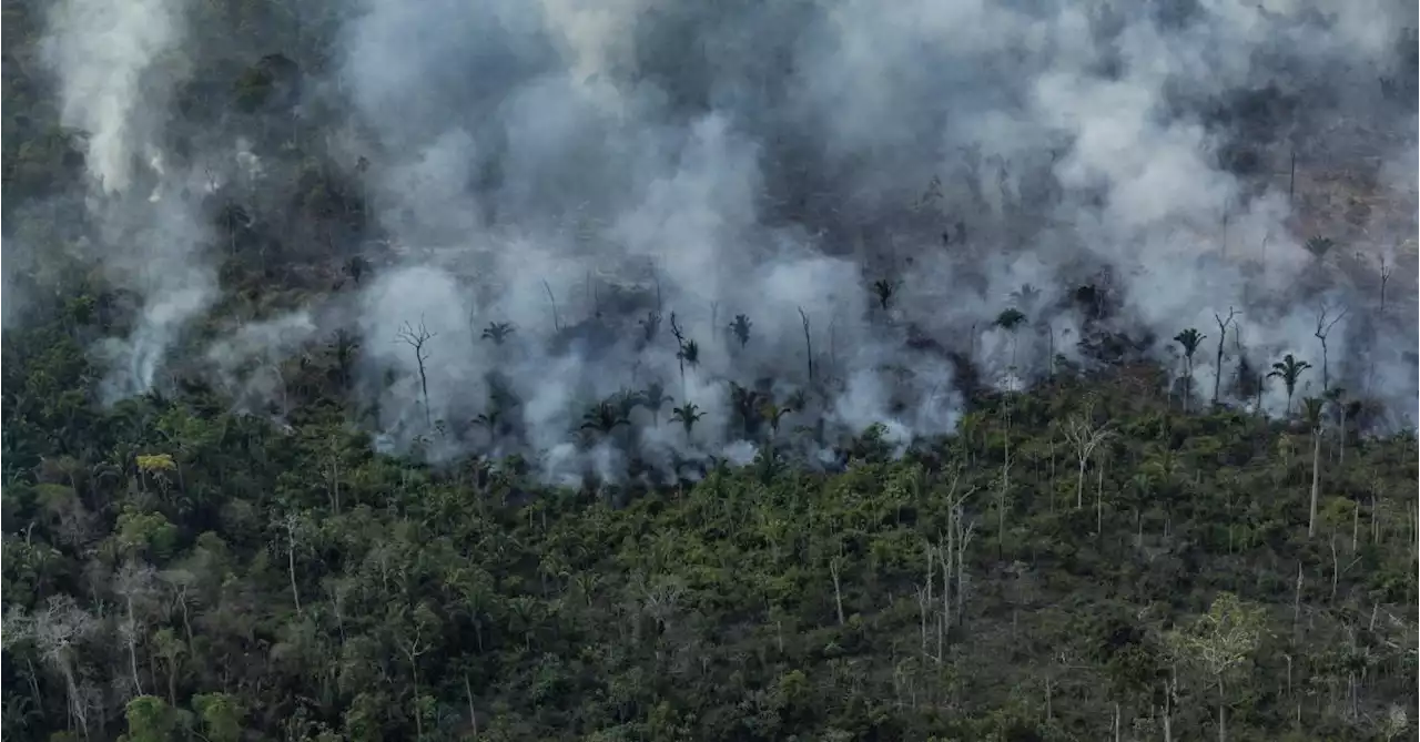 Le Brésil traite moins de 3% des alertes de déforestation, selon une étude