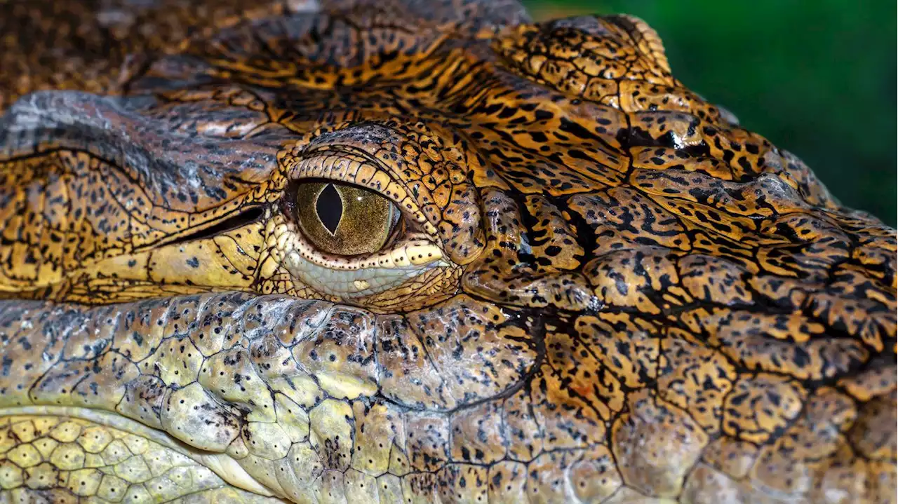 One in five reptiles is threatened with extinction mostly caused by humans