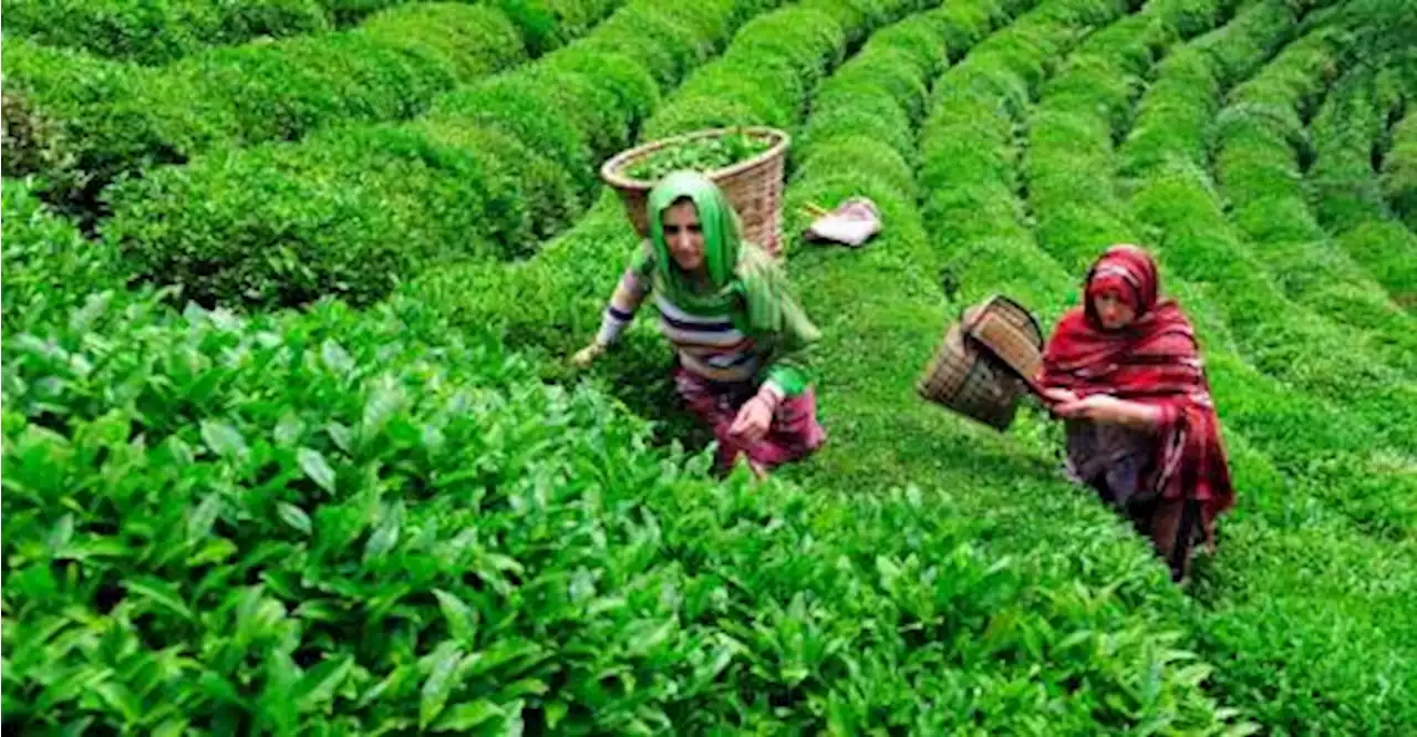 Sri Lanka tea exports lowest in 23 years