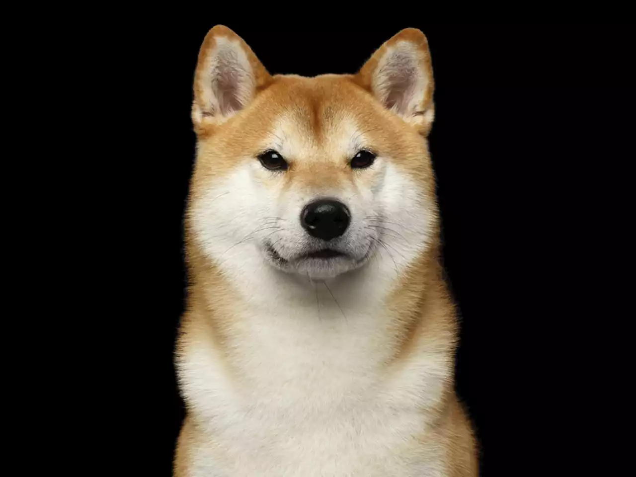 Shiba Inu Can Now Be Used to Purchase Land in SHIB's Metaverse: Details