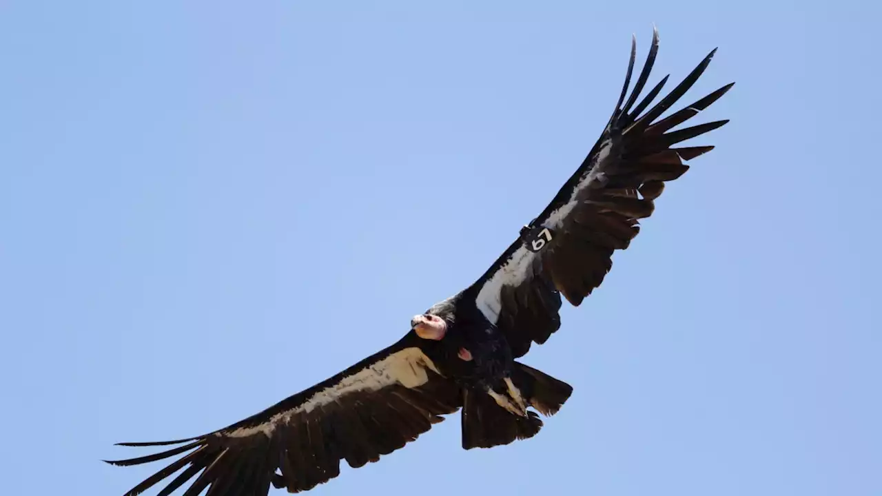 Burung Condor Kembali Beterbangan di Pesisir Utara California