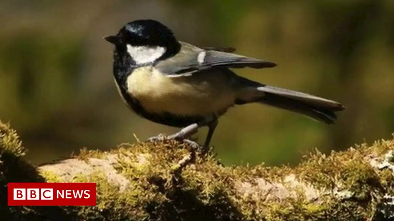 Climate change: Spring egg-laying shifts by three weeks