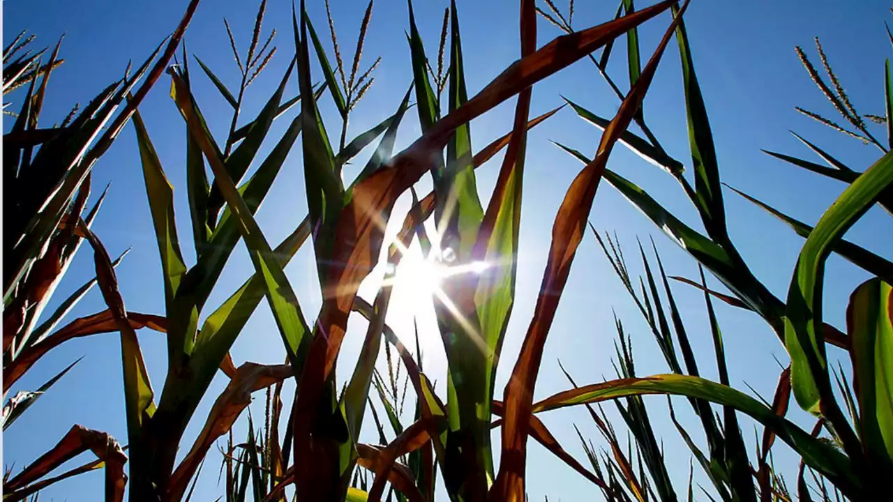 Tips for surviving triple-digit Mother's Day weekend Texas temps