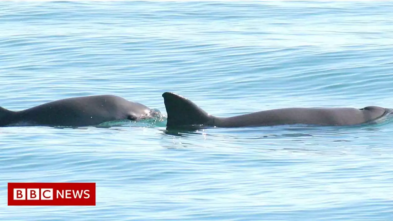 Vaquita: World's most endangered sea mammal 'not doomed'