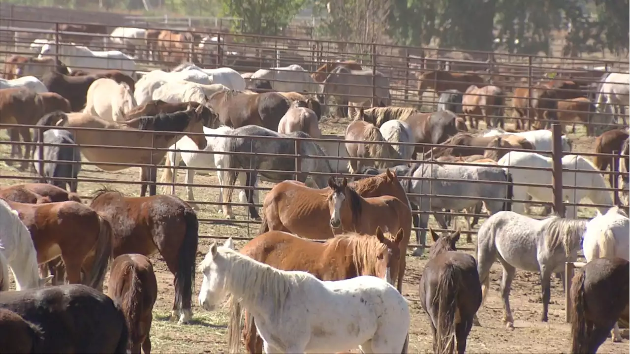 Captured Wild Horse Death Toll Increases To 129 At Federal Cañon City Holding Facility