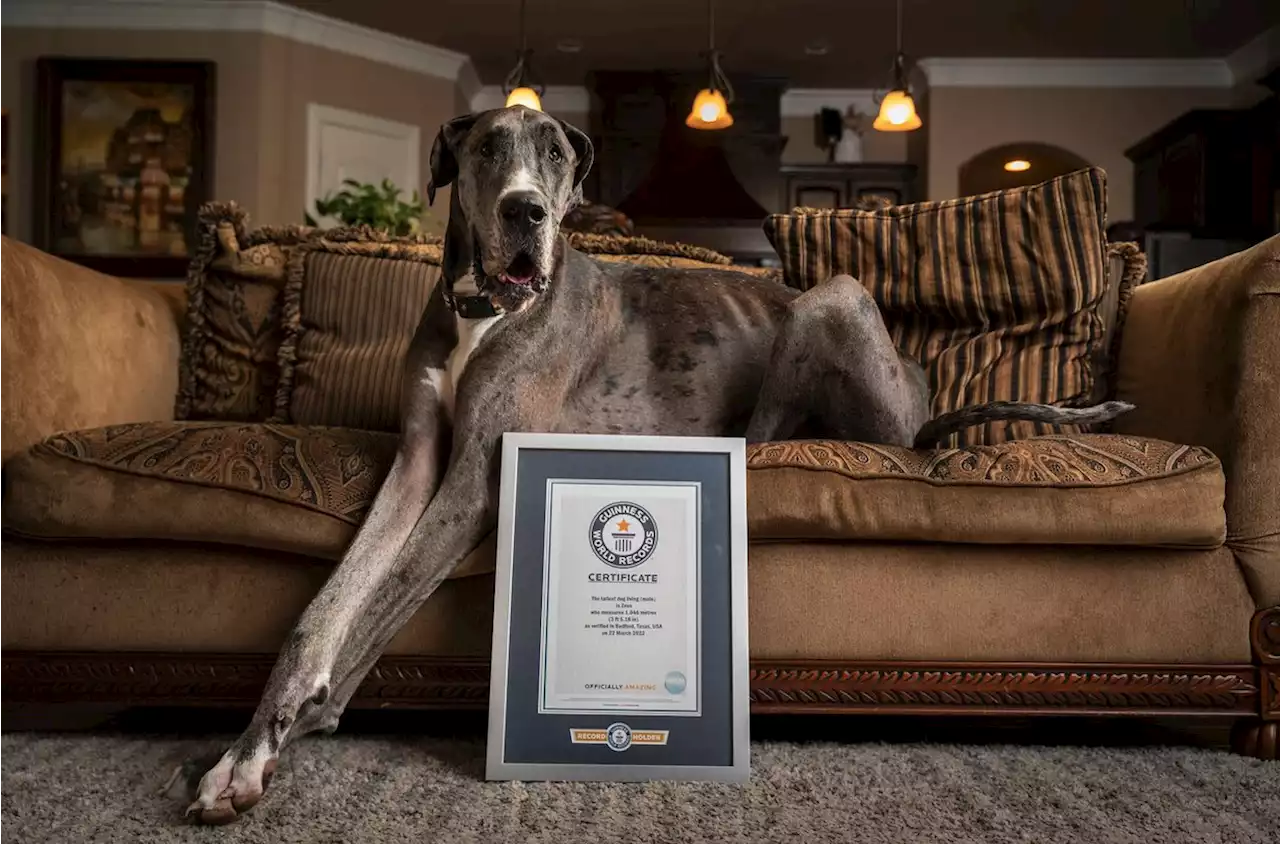 North Texas Great Dane named Zeus is world's tallest dog