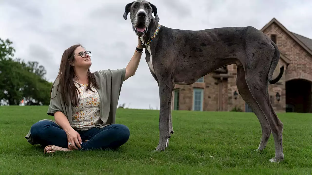 World's tallest living dog, a Great Dane named Zeus, breaks record at over 3 feet tall