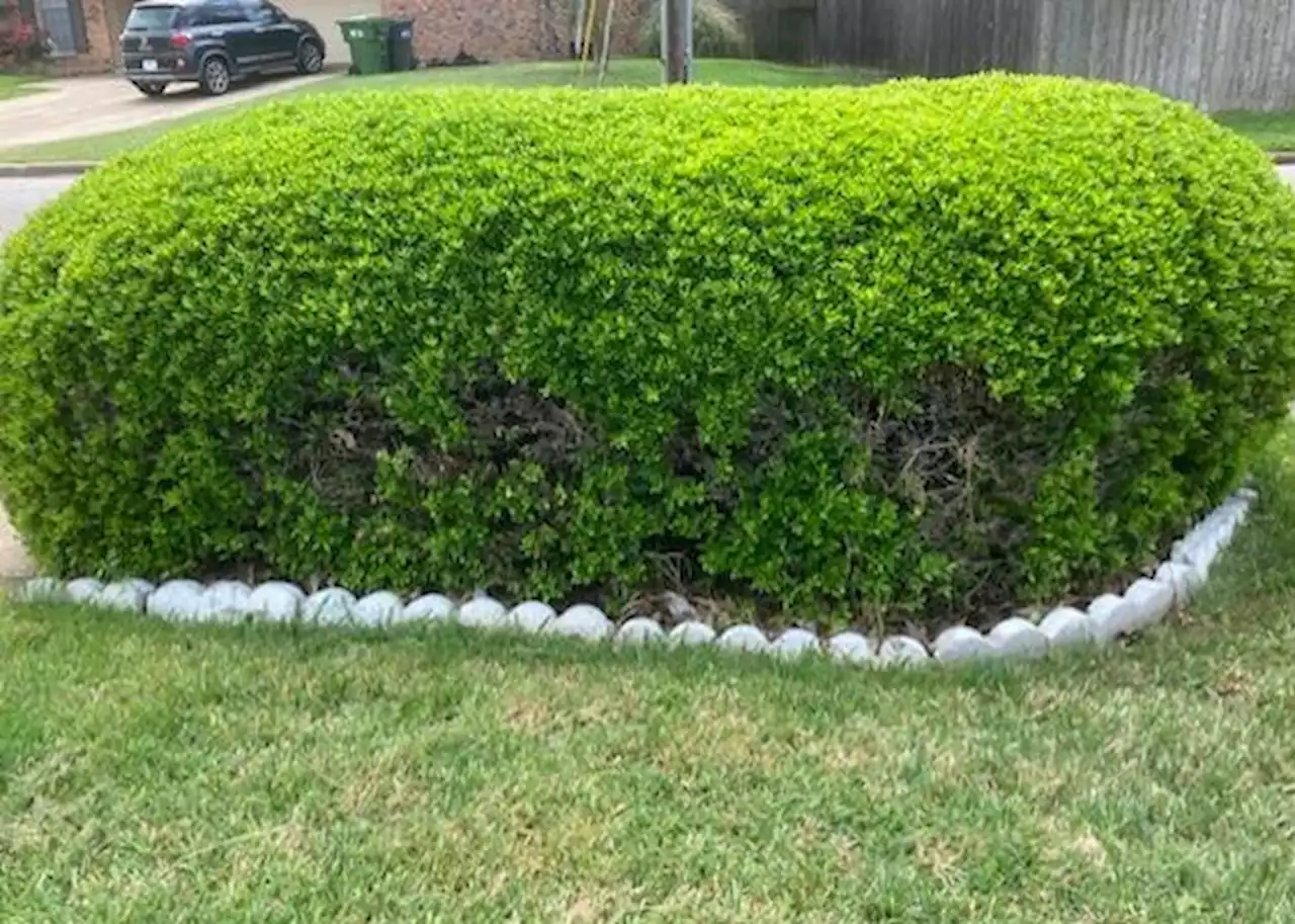 Dog pee or shade could be culprit for boxwood’s brown spots