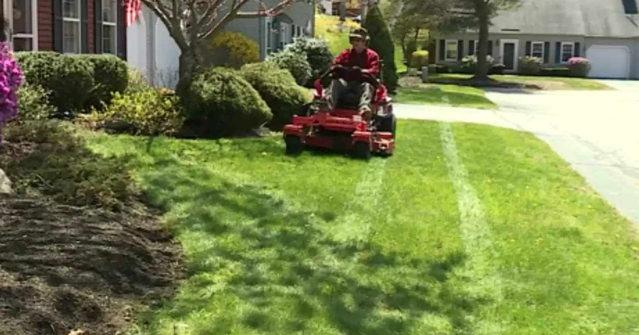 Maine town skips mowing to save the bees