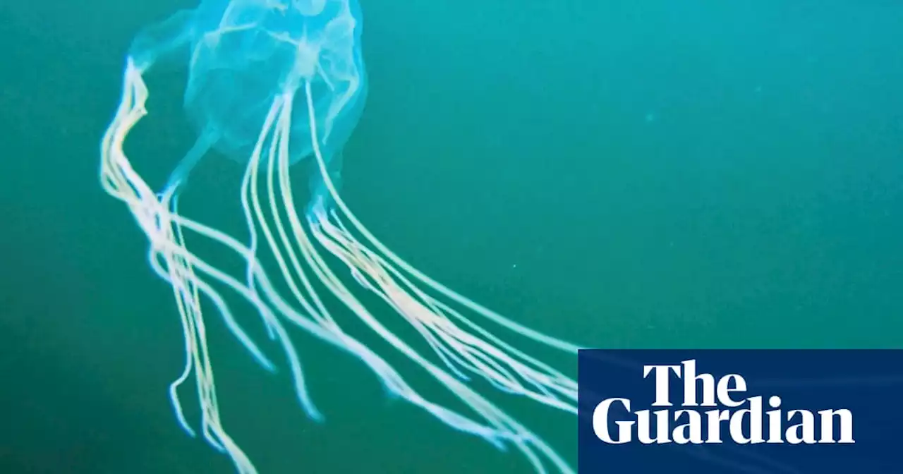 Mystery box jellyfish spotted in Sydney waters may be an entirely new species, expert says