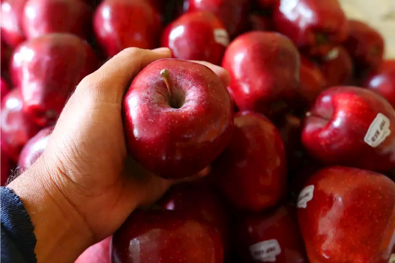 Gula Darah Meningkat Drastis, Turunkan Saja dengan 7 Buah Sehat Ini