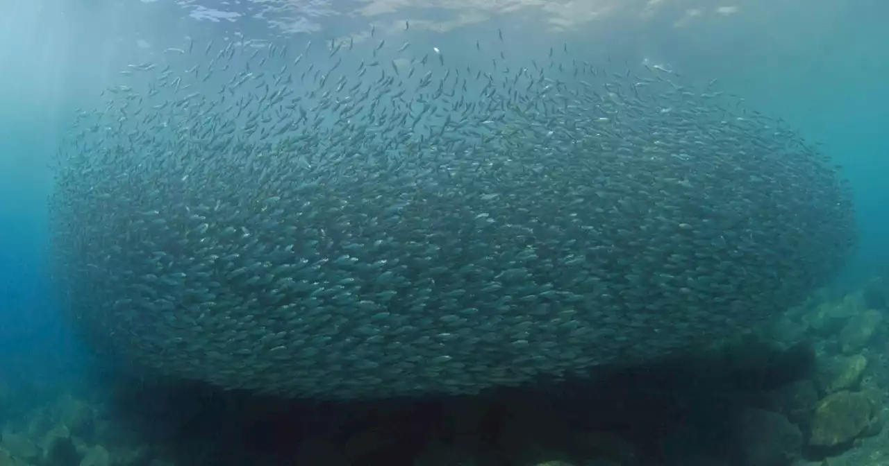 San Diego researchers have new way to gauge ocean life