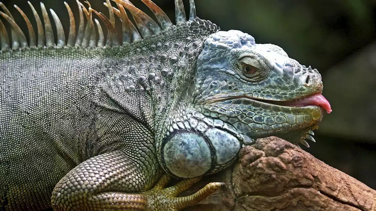 Iguana Mengidap Gula Darah Tinggi Gara-Gara Ulah Turis