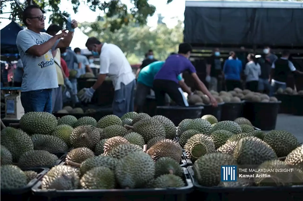 Durian lebih mahal akibat kekurangan bekalan, kata pekebun | The Malaysian Insight