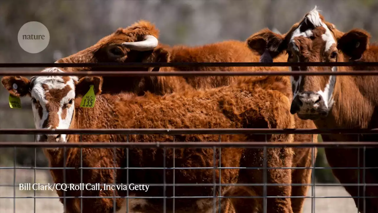 Eating one-fifth less beef could halve deforestation