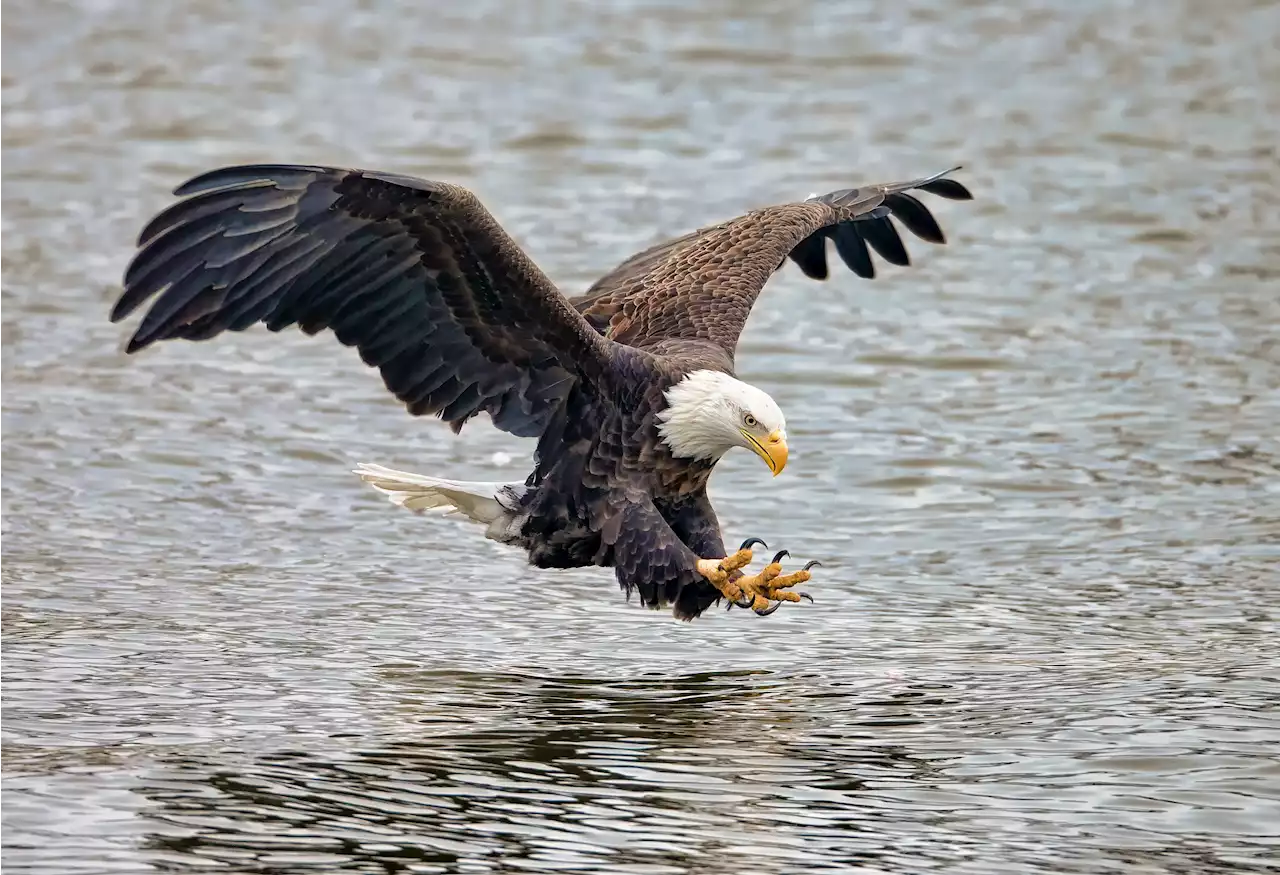 Bird Flu Takes Unheard-Of Toll on Bald Eagles, Other Birds