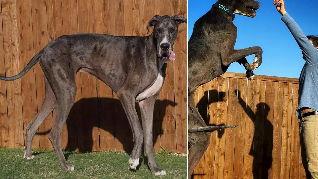 Texas Great Dane Zeus Officially Named World's Tallest Dog