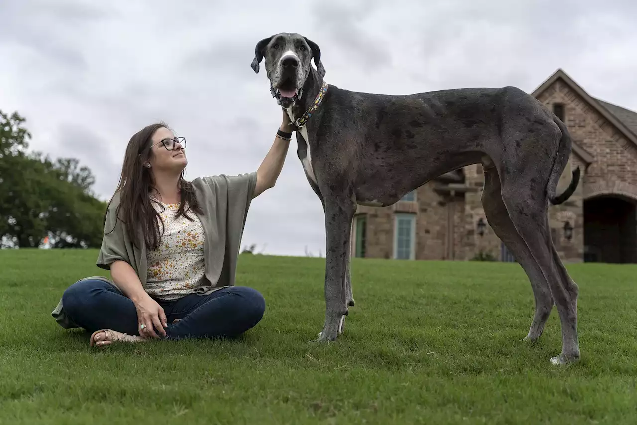 Dit is Zeus, de grootste hond ter wereld: “Zelfs als puppy was hij groot”