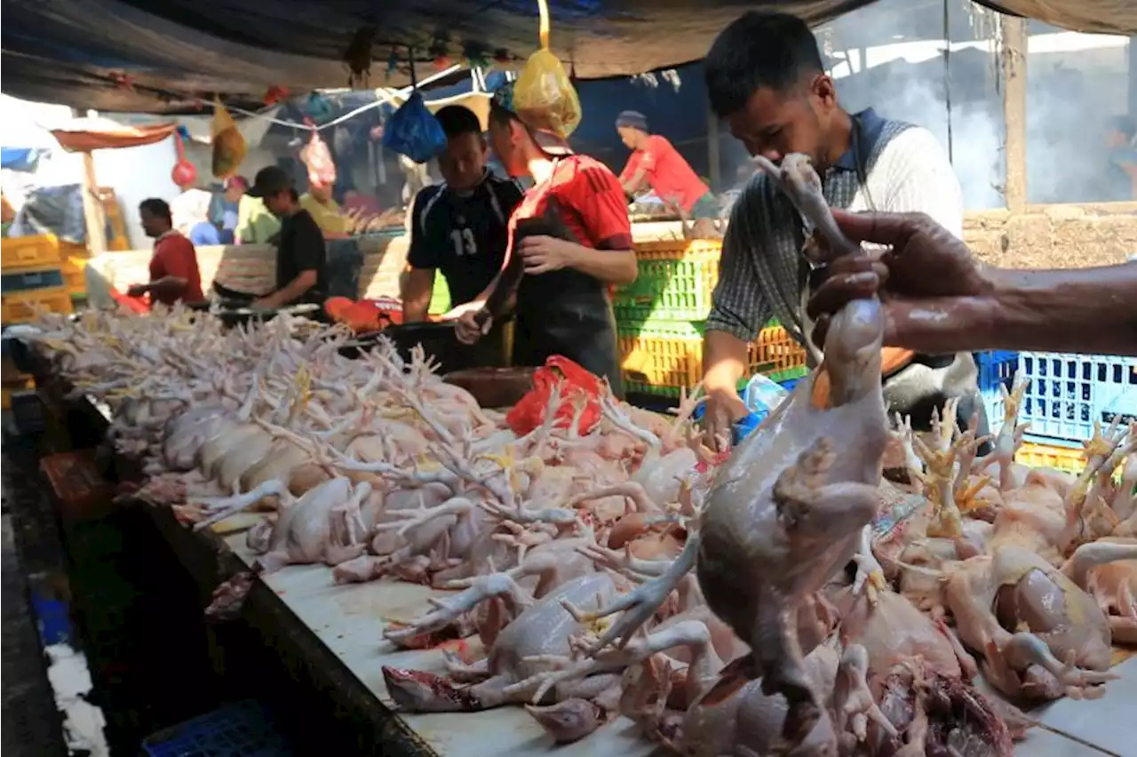 Sambut Libur Lebaran, Harga Daging Ayam di Kota Malang Naik |Republika Online