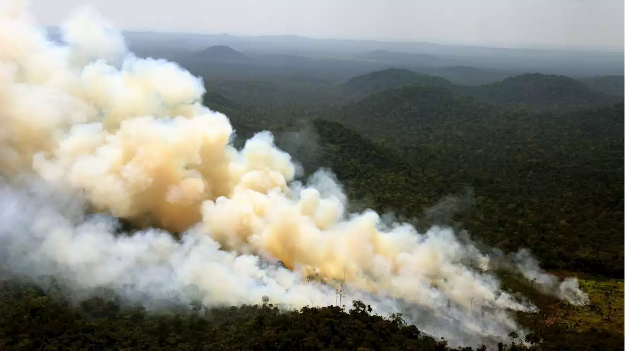 Au Brésil, les poumons de la Terre vont mal : nouveau record de déforestation en avril en Amazonie