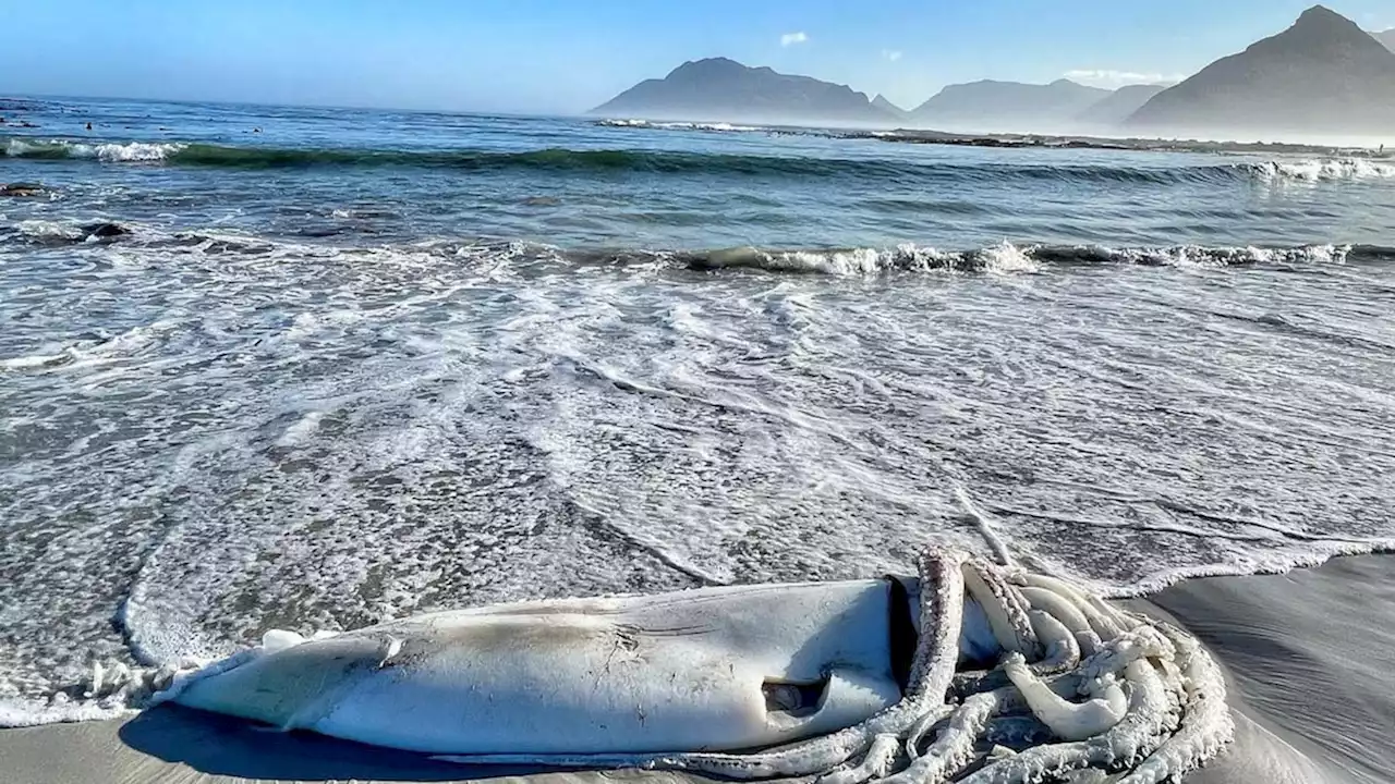 Giant 7-Foot Squid Washes Up on Beach in South Africa