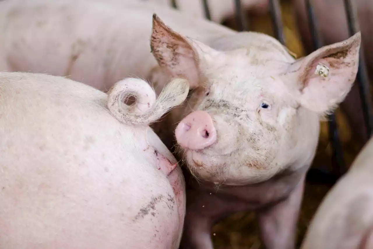 A pig virus may have contributed to the death of first pig heart transplant patient