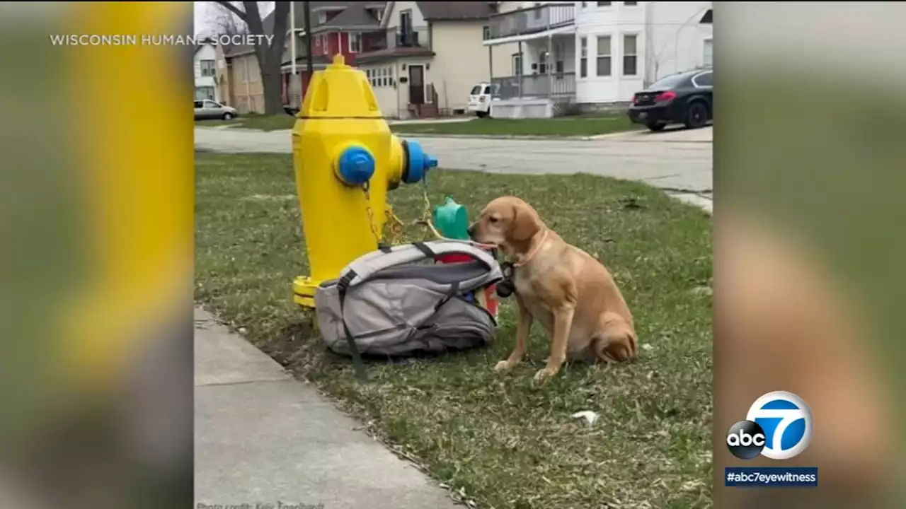 Owner leaves dog tied to fire hydrant along with note in Wisconsin