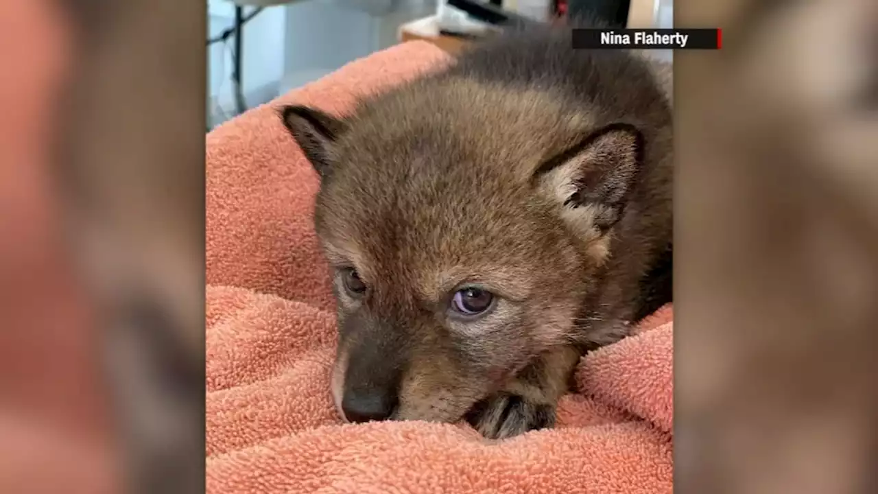 'Lost puppy' taken home by Massachusetts family turns out to be baby coyote