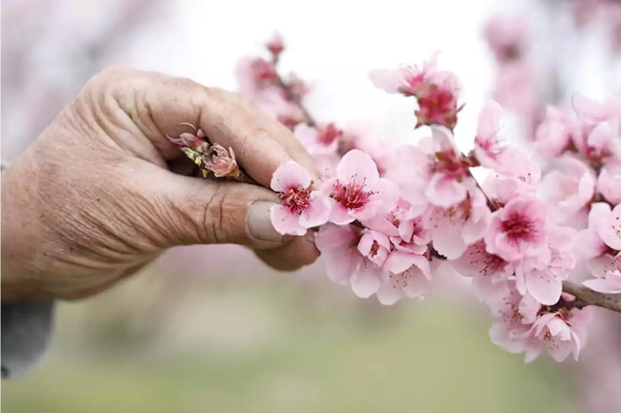 Fao, il 12 maggio prima Giornata della salute delle piante - Terra & Gusto