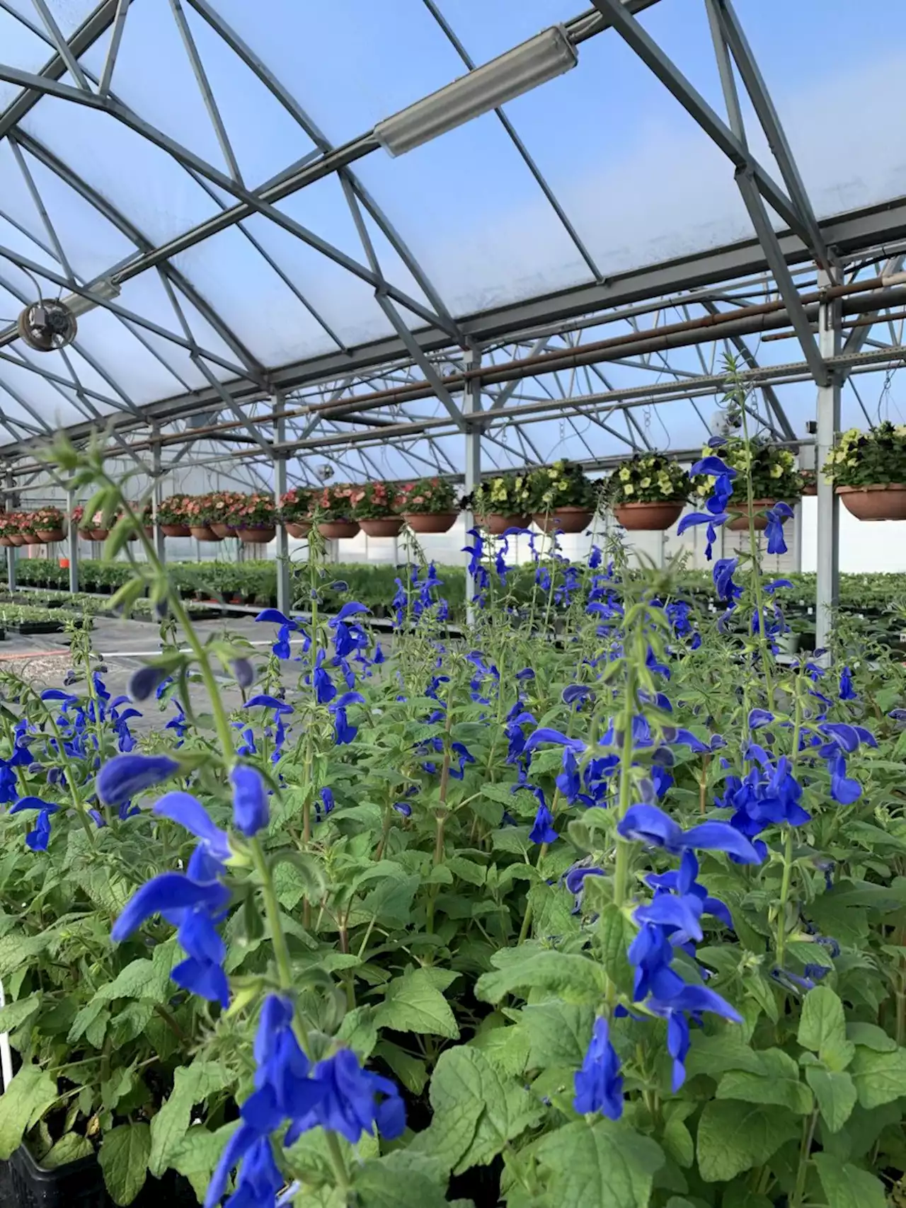 Anchorage Municipal Greenhouses are in full bloom