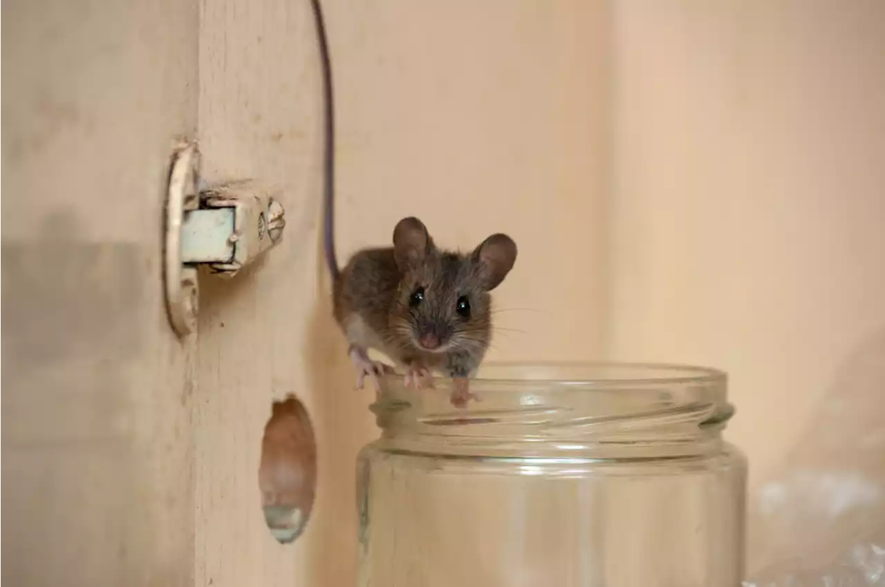 6 Surprising Ways Mice Are Getting Into Your Home — Best Life