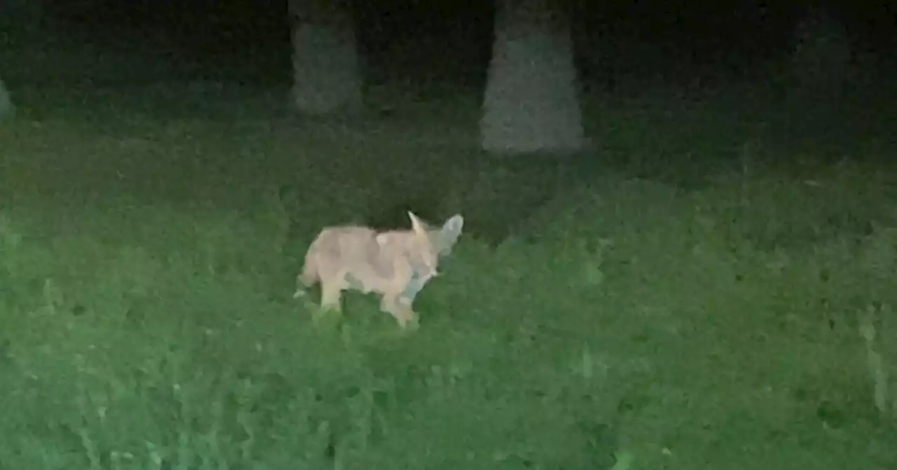 Dallas botched coyote control in Lake Highlands