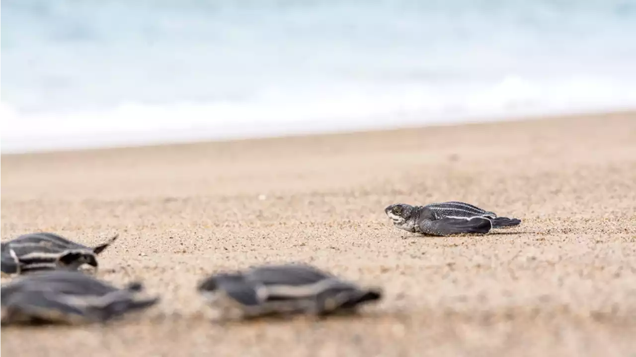 Why Baby Leatherback Sea Turtles Struggle to See the Ocean