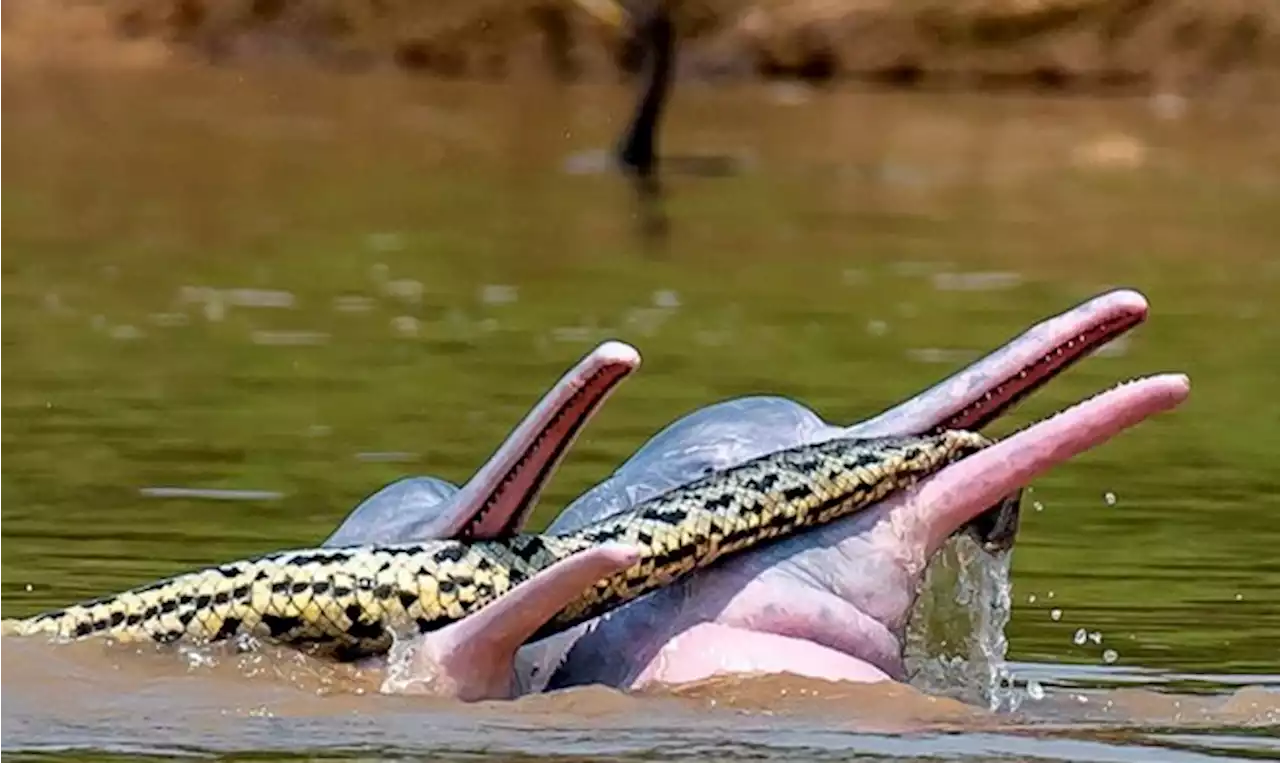 Estos delfines estaban “jugando” con una anaconda y ahora hay muchas preguntas